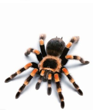 PHP, SEO, And Spiders